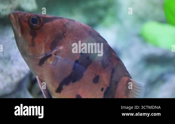 Siamese tiger fish (Datnioides Microlepis, Finescale Tiger Fish) close ...