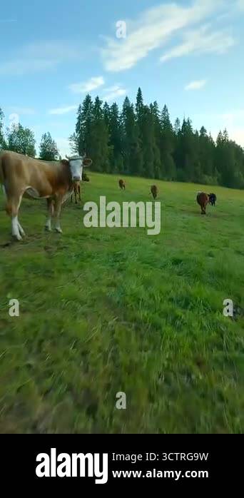 Fast flight over a herd of cows grazing peacefully in a lush green ...