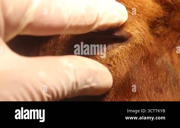 Close-up of a healthy sheep eye under veterinary examination, showing ...