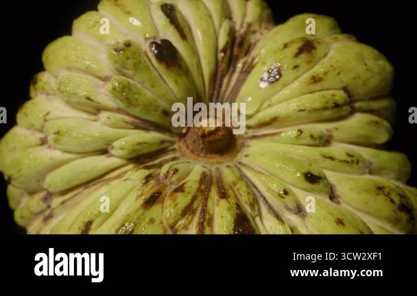 Top Down Close View of Sugar Apple Skin Pattern and Texture on Glossy ...