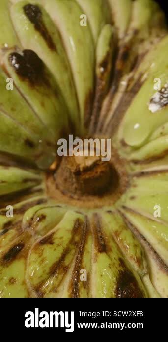 Vertical video. Top Down Close View of Sugar Apple Skin Pattern and ...