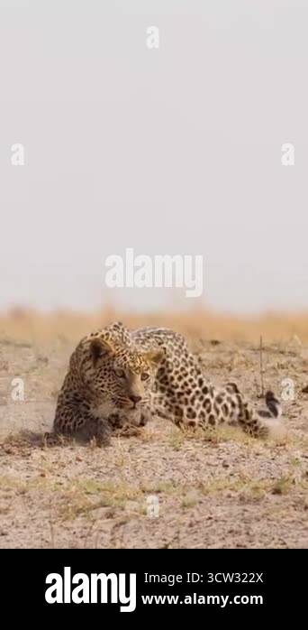 Leopard up close Stock Videos & Footage - HD and 4K Video Clips - Alamy