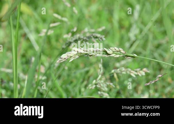 Resilient weed species Stock Videos & Footage - HD and 4K Video Clips ...