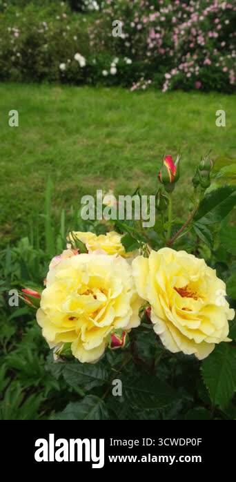 Insects pollinate roses in the garden. Vertical video. High quality 4k ...