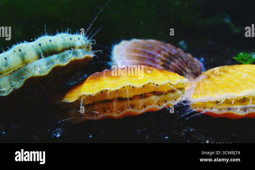 The shell claps the shell. Blue eyes and tentacles near the Black Sea ...