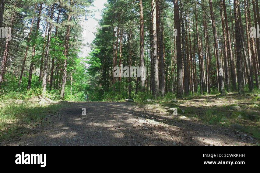 Runner woman running on forest trail amoung pine trees. Fitness jogging ...