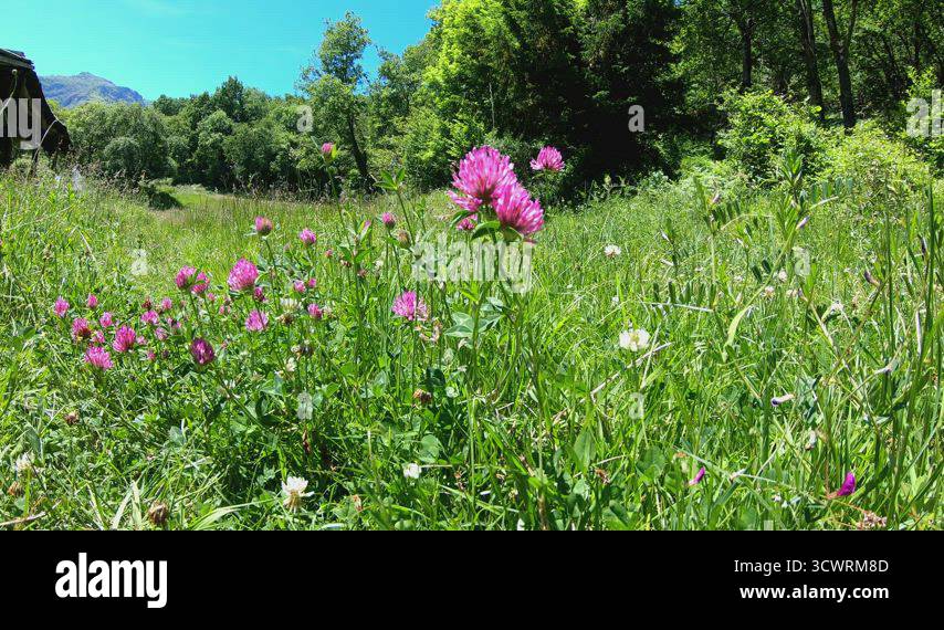wild purple flowers in the countryside Stock Video Footage - Alamy