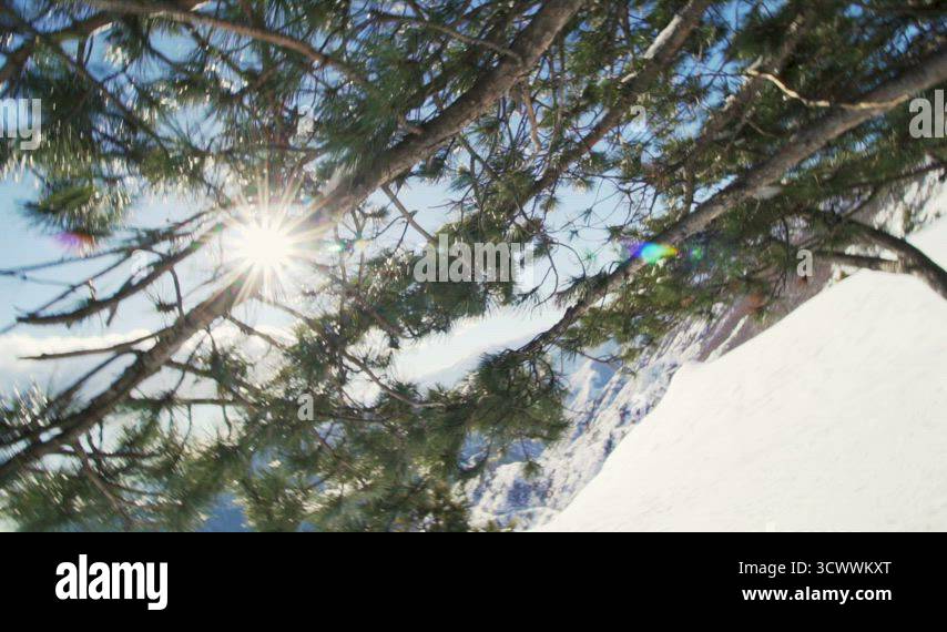 vortex movement trough a pine tree branches Stock Video Footage - Alamy