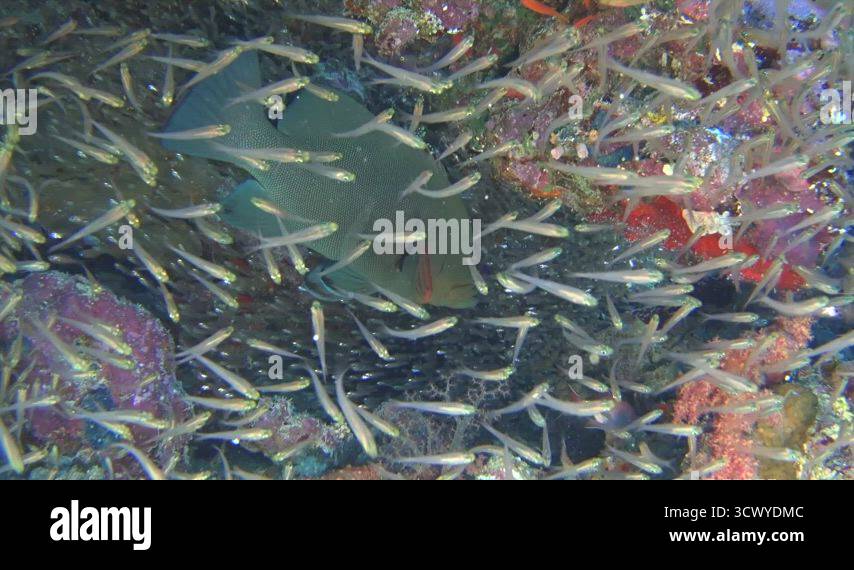 Tropical coral reef scene with shoals of glassfish in cave Stock Video ...