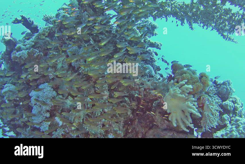 Tropical coral reef scene with shoals of glassfish in cave Stock Video ...