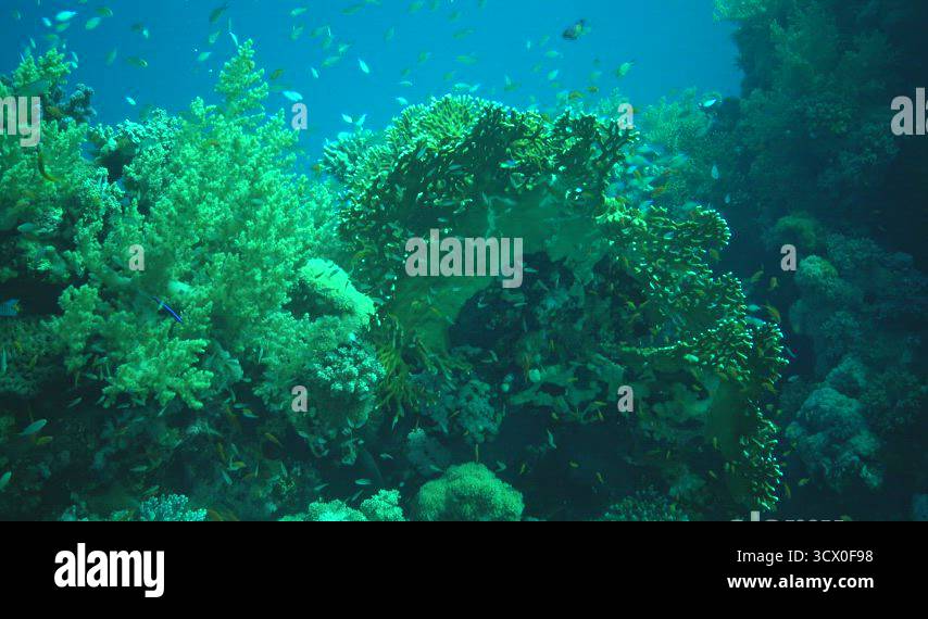 Many tropical fish hunt and swim over a coral reef. Red sea Stock Video ...