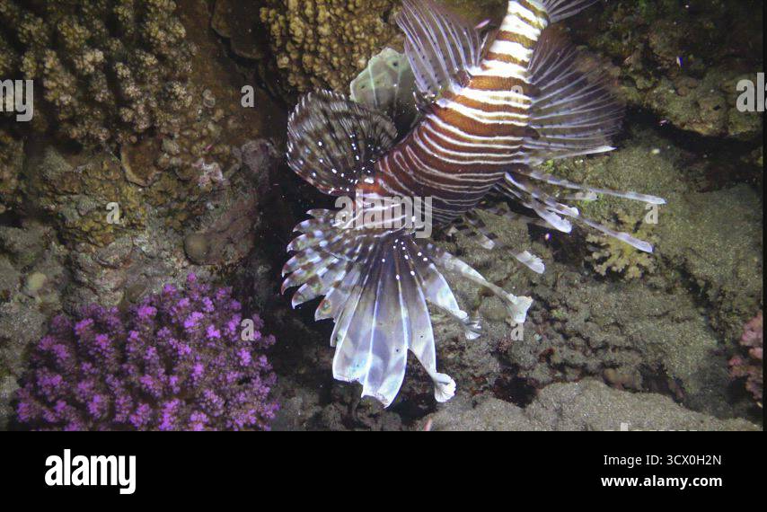 Fish hunts at night. Common lionfish (Pterois volitans), Fish hunt and ...