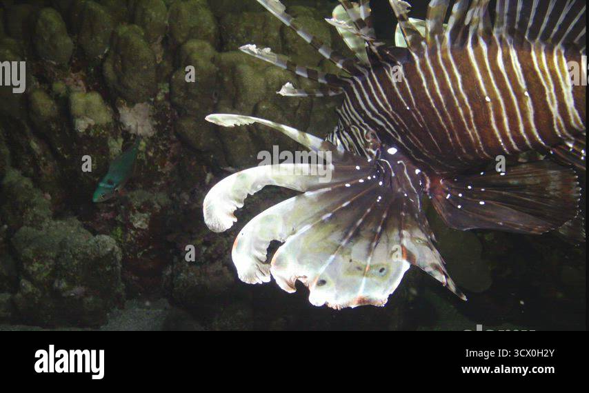 Fish hunts at night. Common lionfish (Pterois volitans), Fish hunt and ...