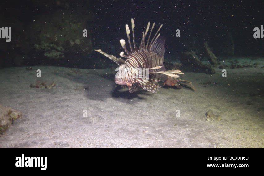 Fish hunts at night. Common lionfish (Pterois volitans), Fish hunt and ...
