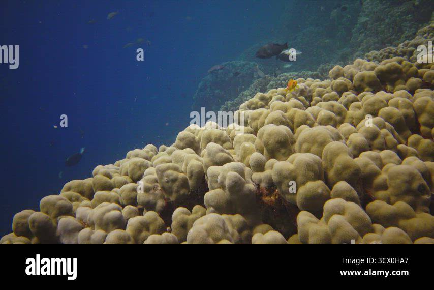 Coral reef in the Red Sea, Abu Dub. Static video, Beautiful underwater ...