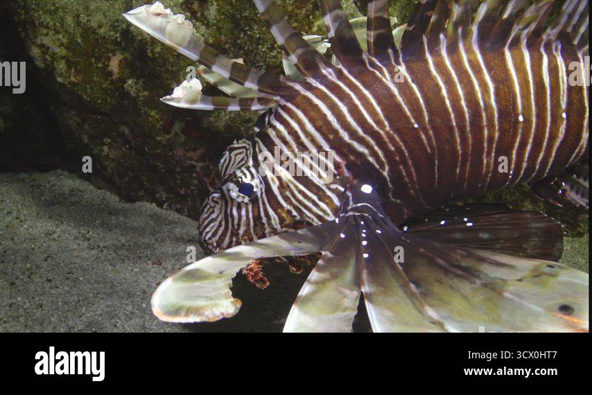Fish hunts at night. Common lionfish (Pterois volitans), Fish hunt and ...