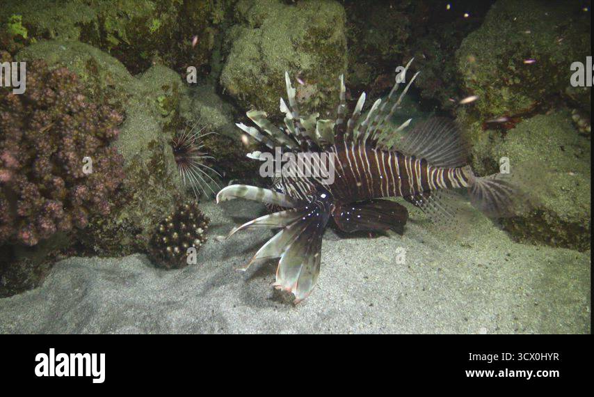 Fish hunts at night. Common lionfish (Pterois volitans), Fish hunt and ...