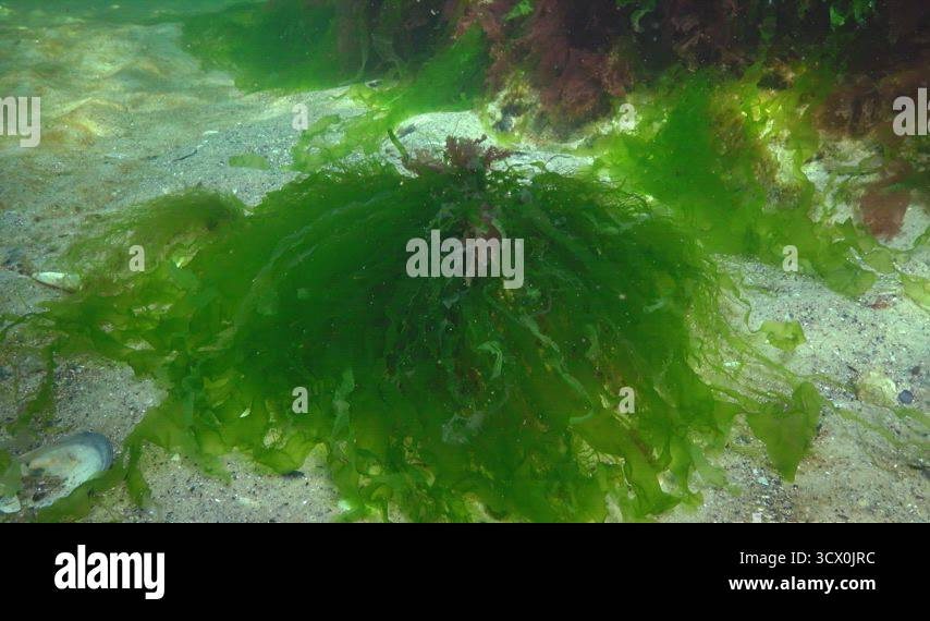 Polyphysa Algae Red, green and brown algae on the seabed in the Black Sea (Porphyra ...