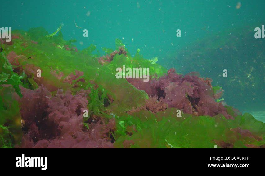 Polyphysa Algae Red, green and brown algae on the seabed in the Black Sea (Porphyra ...