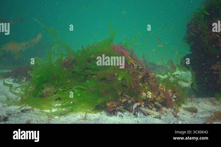 Polyphysa Algae Red, green and brown algae on the seabed in the Black Sea (Porphyra ...