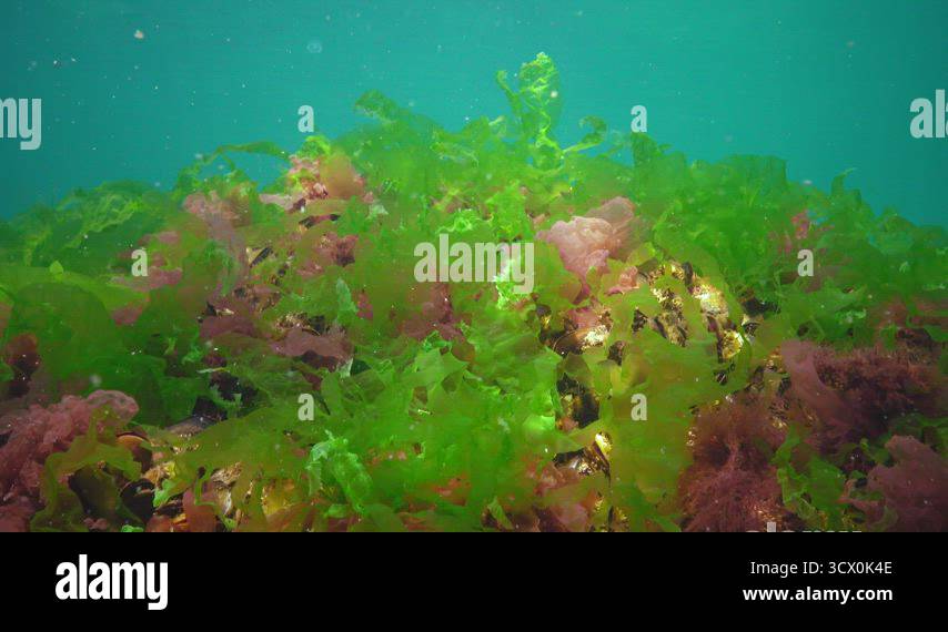 Polyphysa Algae Red, green and brown algae on the seabed in the Black Sea (Porphyra ...