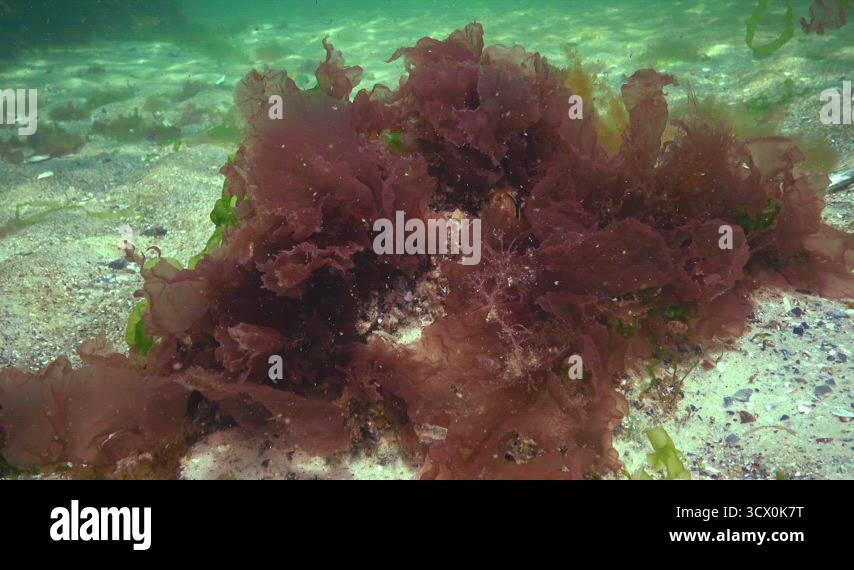 Polyphysa Algae Red, green and brown algae on the seabed in the Black Sea (Porphyra ...