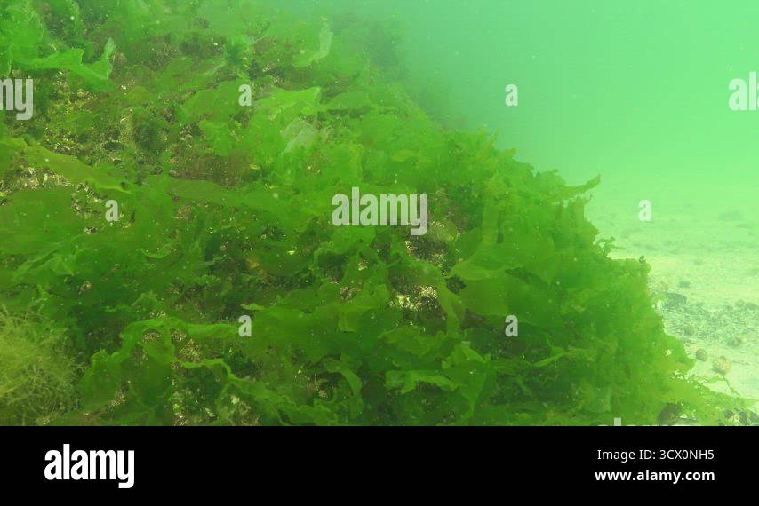 Polyphysa Algae Red, green and brown algae on the seabed in the Black Sea (Porphyra ...