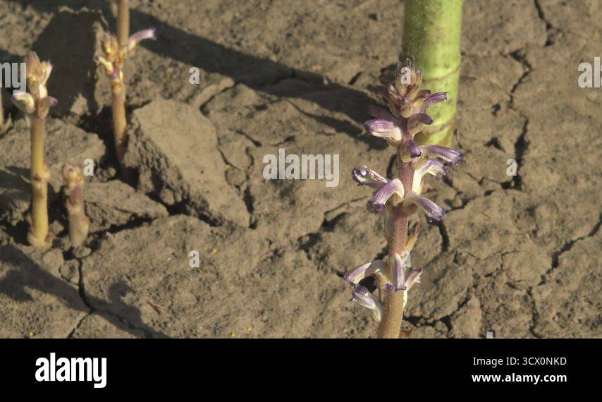 Orobanche (broomrape or broom-rape) (Orobanche cumana) parasite on ...