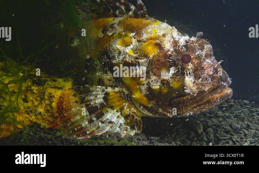 Poisonous Dangerous Fish Fish Of The Black Sea European Black poisonous-dangerous-fish-fish-of-the-black-sea-european-black