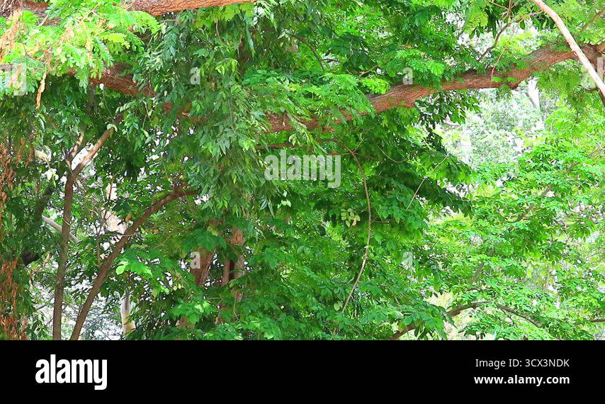 wind blows pollen, falling flowers in the rainy season Stock Video ...
