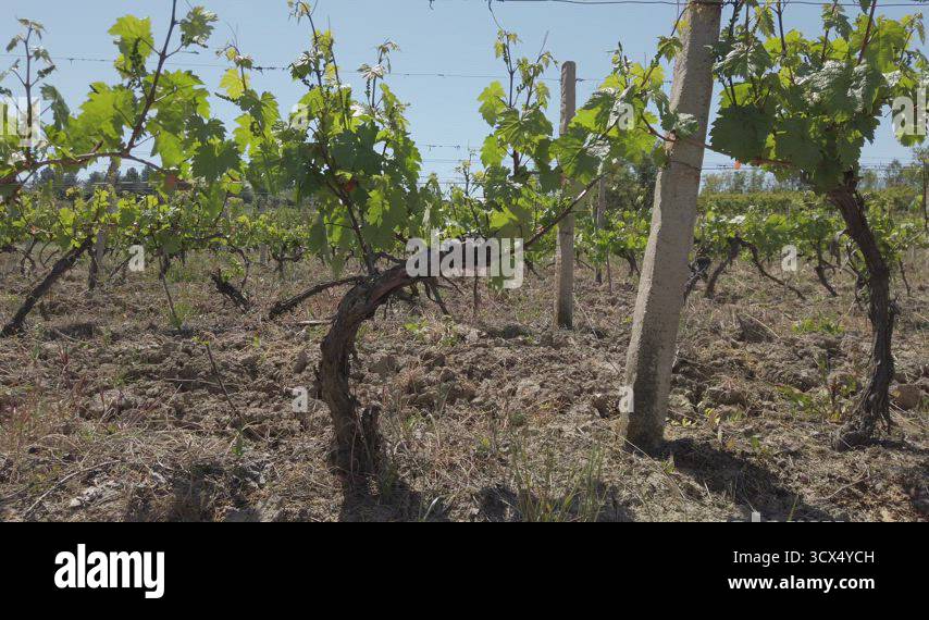 vineyard rows. grape trees in spring Stock Video Footage - Alamy