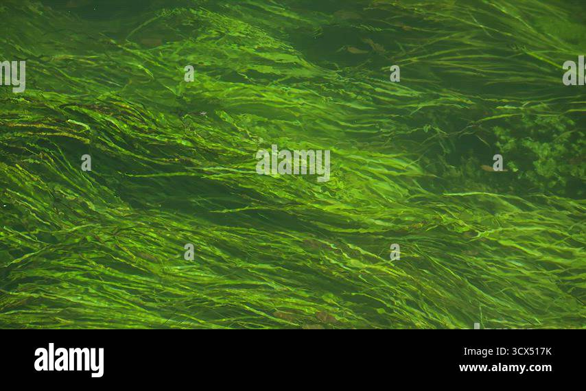 Water algae texture Stock Videos & Footage - HD and 4K Video Clips - Alamy
