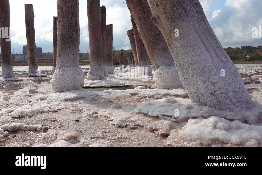 Drying Kuyalnik estuary. Salt crystals on wooden pillars of an old 18th ...