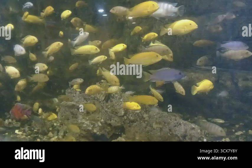 Beautiful scenic view of Lovely fish in aquarium. Fish moving in water ...