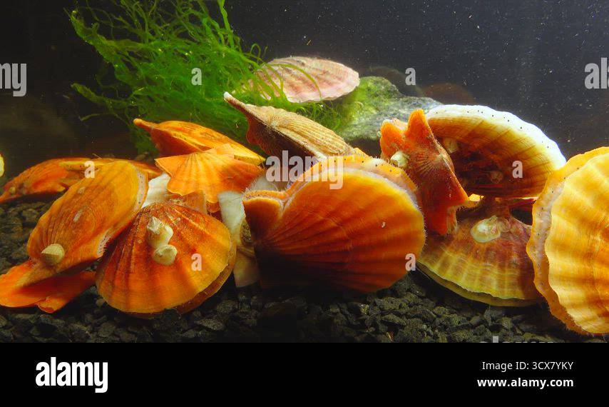 Ancient armored mollusk (Chiton olivaceus) on the shell of a clam ...
