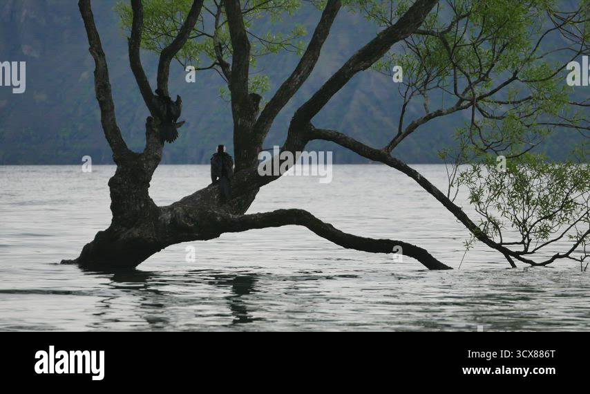 Two birds rest on Wanaka tree Stock Video Footage - Alamy