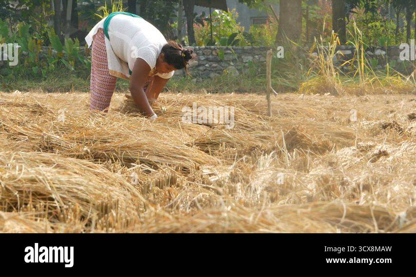 CHITWAN NATIONAL PARK, NEPAL - 17 October 2018. Woman collecting straw ...