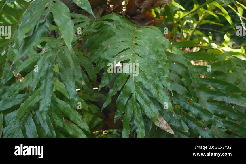 Bright juicy exotic tropical greenery in jungle. Selective focus ...