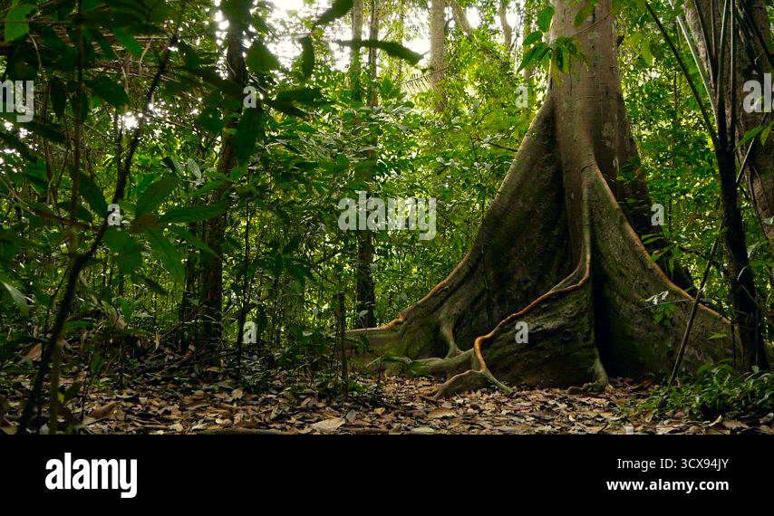 Exotic asia Stock Videos & Footage - HD and 4K Video Clips - Alamy