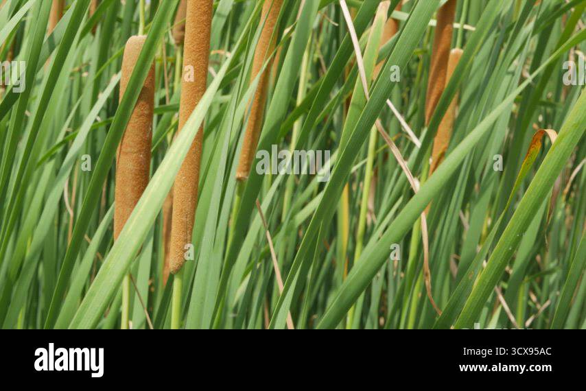 Water Conservation Reeds Thickets of reeds on background of lake or pond water. Thick brown reed ...