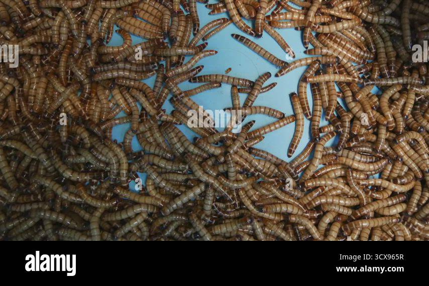 Many beetle larvae crawling Stock Videos & Footage - HD and 4K Video ...