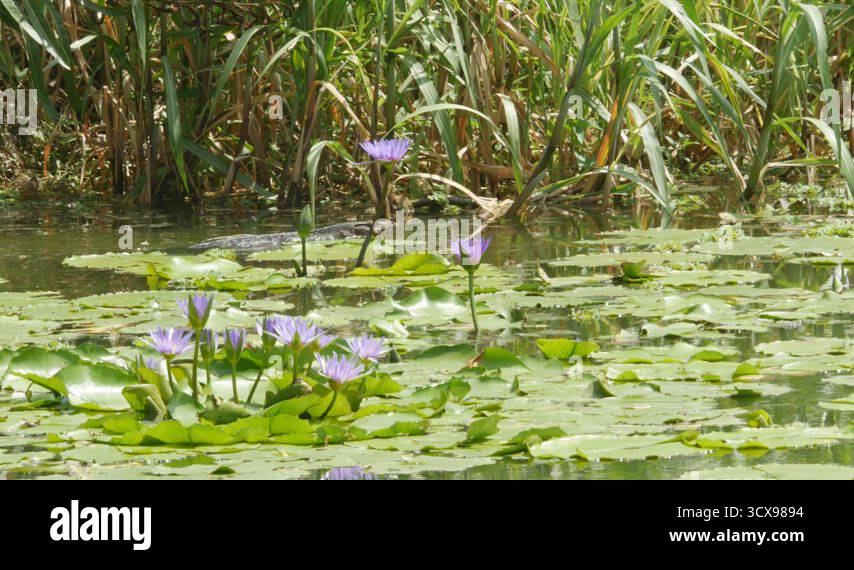 Asian common water monitor large varanid lizard native to Asia. Varanus ...