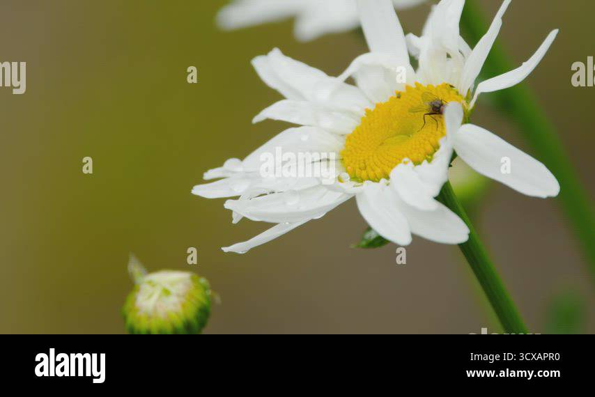 Insect on chamomile close-up Stock Video Footage - Alamy
