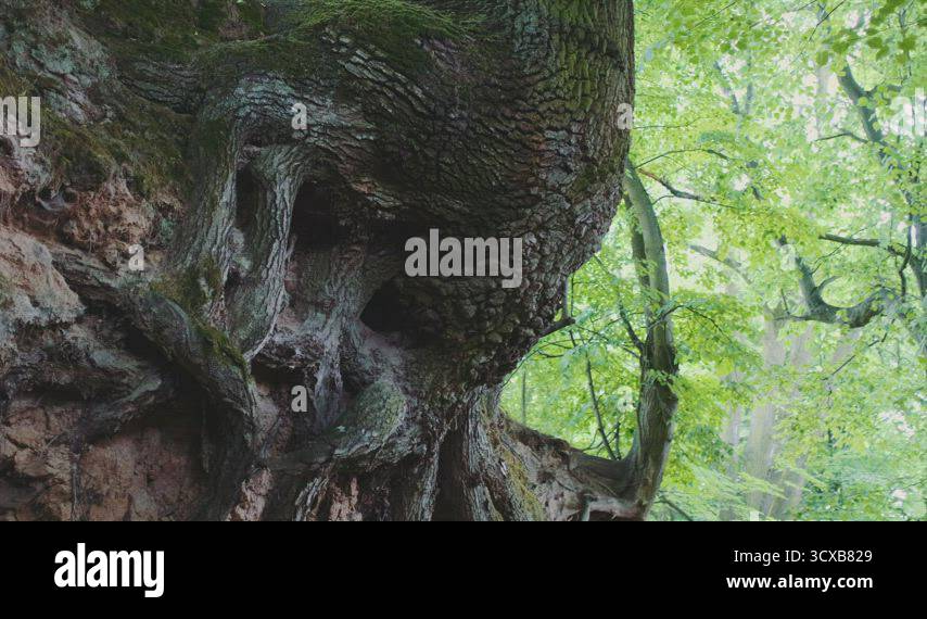 Zoom shot exposed tree roots Stock Videos & Footage - HD and 4K Video ...