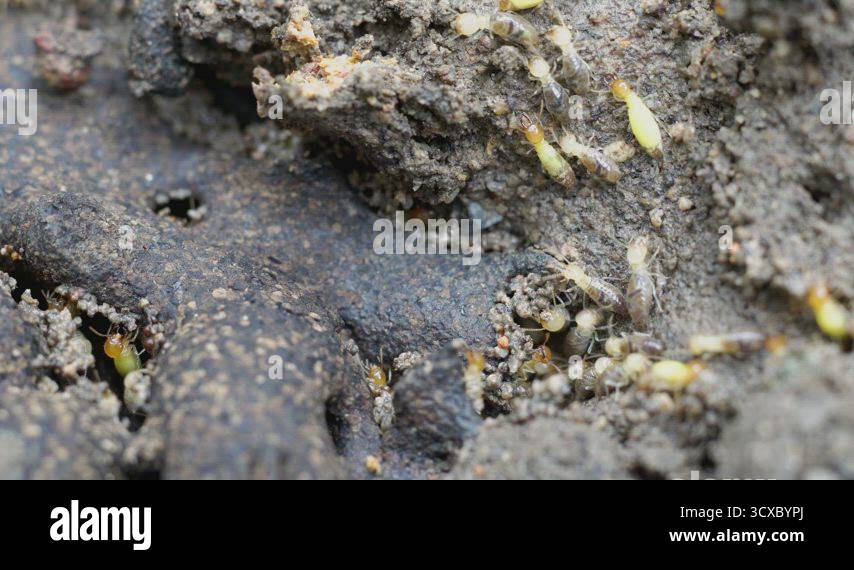 Termites in house Stock Videos & Footage - HD and 4K Video Clips - Alamy