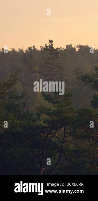 Sun rays illuminating a dense pine tree forest during a misty morning ...