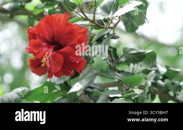 Vibrant color beauty in nature Stock Videos & Footage - HD and 4K Video ...