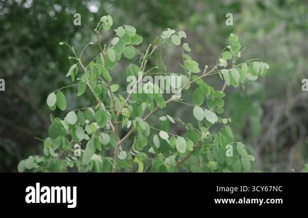 Gushing over Leafy Green Splendor - A Nature-Blessed Escape Stock Video ...