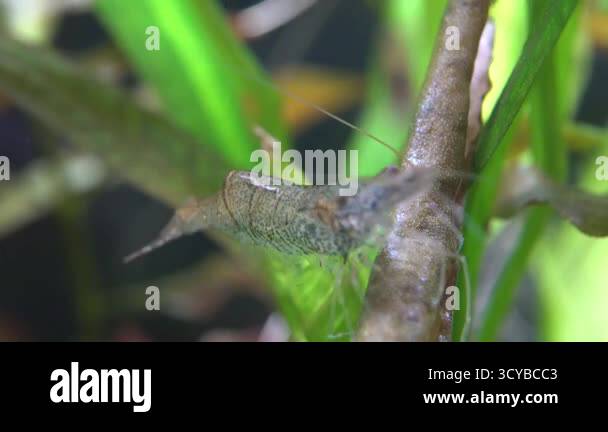 Illustration of Succoretty Medicia Argries Shrimp Algae