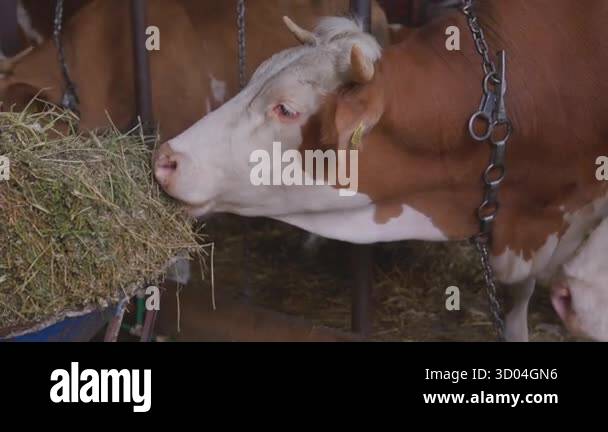 Brown and white dairy cow with horns eating fresh hay from a feeder ...